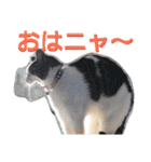 nyan・nyanツンデレ 次世代モデルきらら嬢S（個別スタンプ：1）