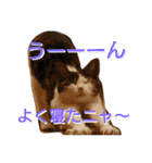 nyan・nyanツンデレ 次世代モデルきらら嬢S（個別スタンプ：2）