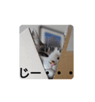 nyan・nyanツンデレ 次世代モデルきらら嬢S（個別スタンプ：3）