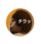 nyan・nyanツンデレ 次世代モデルきらら嬢S（個別スタンプ：4）