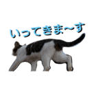 nyan・nyanツンデレ 次世代モデルきらら嬢S（個別スタンプ：5）
