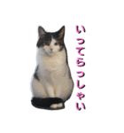 nyan・nyanツンデレ 次世代モデルきらら嬢S（個別スタンプ：6）