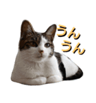 nyan・nyanツンデレ 次世代モデルきらら嬢S（個別スタンプ：7）