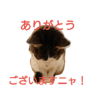 nyan・nyanツンデレ 次世代モデルきらら嬢S（個別スタンプ：8）