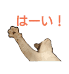 nyan・nyanツンデレ 次世代モデルきらら嬢S（個別スタンプ：9）