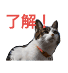 nyan・nyanツンデレ 次世代モデルきらら嬢S（個別スタンプ：10）