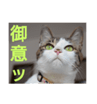 nyan・nyanツンデレ 次世代モデルきらら嬢S（個別スタンプ：11）