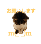 nyan・nyanツンデレ 次世代モデルきらら嬢S（個別スタンプ：12）