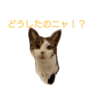 nyan・nyanツンデレ 次世代モデルきらら嬢S（個別スタンプ：14）