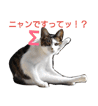 nyan・nyanツンデレ 次世代モデルきらら嬢S（個別スタンプ：15）