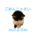 nyan・nyanツンデレ 次世代モデルきらら嬢S（個別スタンプ：16）