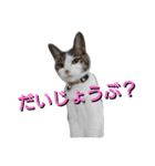 nyan・nyanツンデレ 次世代モデルきらら嬢S（個別スタンプ：17）