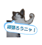 nyan・nyanツンデレ 次世代モデルきらら嬢S（個別スタンプ：18）
