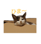 nyan・nyanツンデレ 次世代モデルきらら嬢S（個別スタンプ：22）