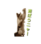 nyan・nyanツンデレ 次世代モデルきらら嬢S（個別スタンプ：23）
