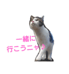 nyan・nyanツンデレ 次世代モデルきらら嬢S（個別スタンプ：24）