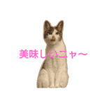 nyan・nyanツンデレ 次世代モデルきらら嬢S（個別スタンプ：26）