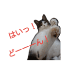nyan・nyanツンデレ 次世代モデルきらら嬢S（個別スタンプ：27）
