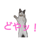 nyan・nyanツンデレ 次世代モデルきらら嬢S（個別スタンプ：28）