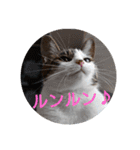 nyan・nyanツンデレ 次世代モデルきらら嬢S（個別スタンプ：29）