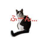 nyan・nyanツンデレ 次世代モデルきらら嬢S（個別スタンプ：31）