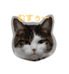 nyan・nyanツンデレ 次世代モデルきらら嬢S（個別スタンプ：32）
