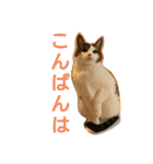 nyan・nyanツンデレ 次世代モデルきらら嬢S（個別スタンプ：33）