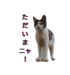 nyan・nyanツンデレ 次世代モデルきらら嬢S（個別スタンプ：34）