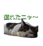 nyan・nyanツンデレ 次世代モデルきらら嬢S（個別スタンプ：36）