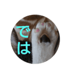 nyan・nyanツンデレ 次世代モデルきらら嬢S（個別スタンプ：40）