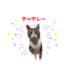 ムギーズの使えるスタンプ（個別スタンプ：31）