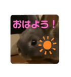 チャコルとそのおともだち（個別スタンプ：15）