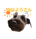 ソルト＆ペッパーとブラックのシュナウザー（個別スタンプ：9）
