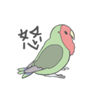 コザクラインコのこふく（個別スタンプ：12）