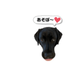 黒ラブラドール【日常】（個別スタンプ：13）