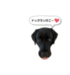 黒ラブラドール【日常】（個別スタンプ：14）