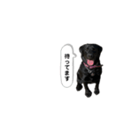 黒ラブラドール【日常】（個別スタンプ：17）