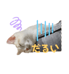 ジジ Part.2（個別スタンプ：1）