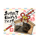猫のキャベツ君のスタンプ（個別スタンプ：1）