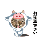 猫のキャベツ君のスタンプ（個別スタンプ：2）