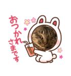 猫のキャベツ君のスタンプ（個別スタンプ：8）