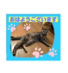 猫から挨拶（個別スタンプ：1）