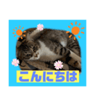 猫から挨拶（個別スタンプ：2）