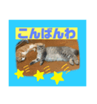 猫から挨拶（個別スタンプ：3）