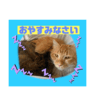 猫から挨拶（個別スタンプ：4）