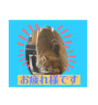 猫から挨拶（個別スタンプ：5）