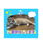 猫から挨拶（個別スタンプ：6）
