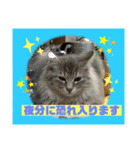 猫から挨拶（個別スタンプ：8）
