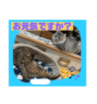 猫から挨拶（個別スタンプ：9）