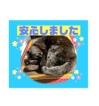 猫から挨拶（個別スタンプ：11）